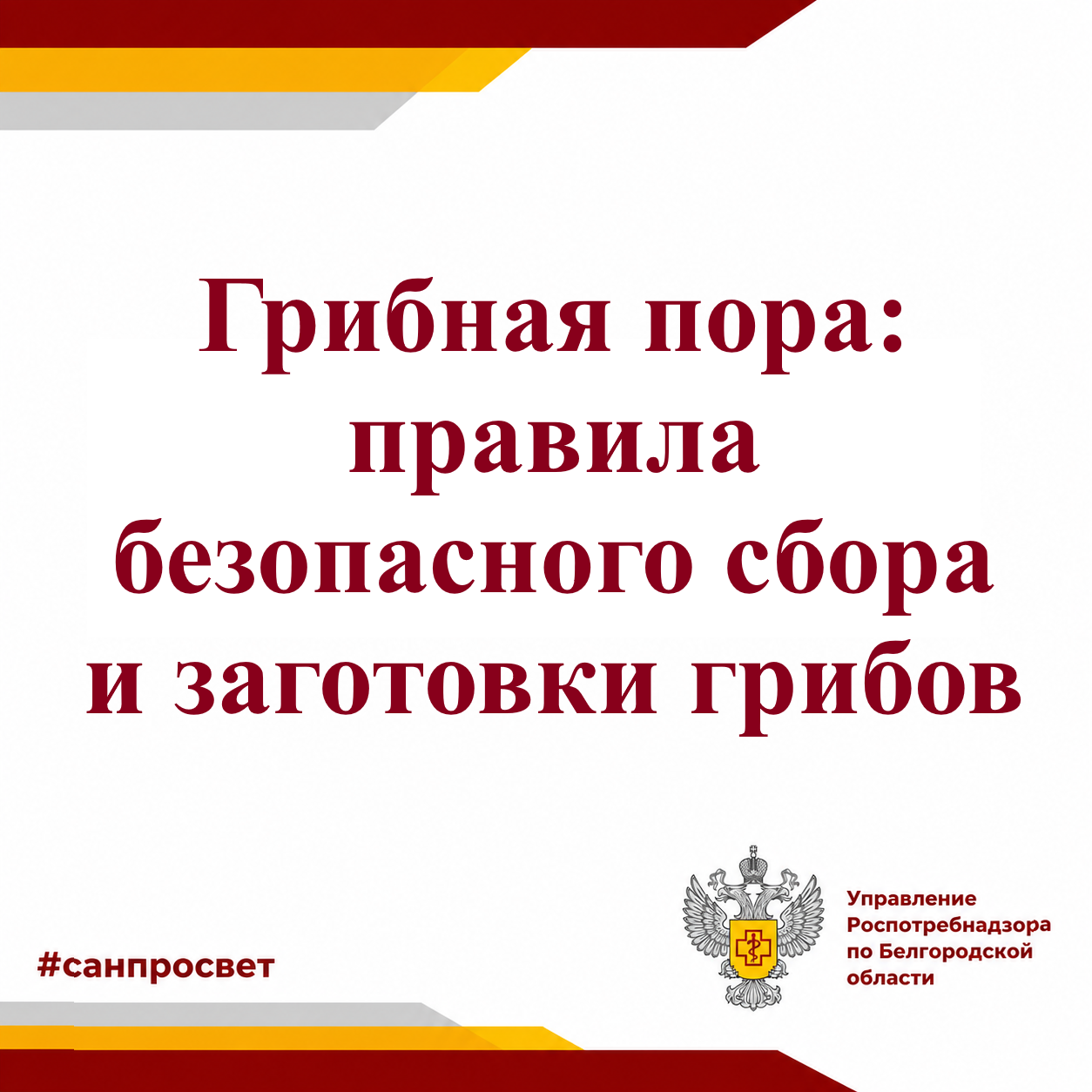 Грибная пора: правила безопасного сбора и заготовки грибов